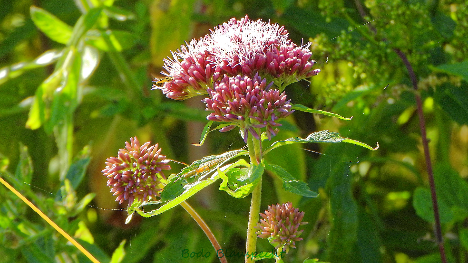 Pflanzen   Steveraue   2020.07.13 12.08 31 HD